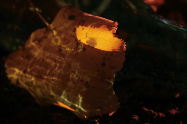 Wpis corpusculum
