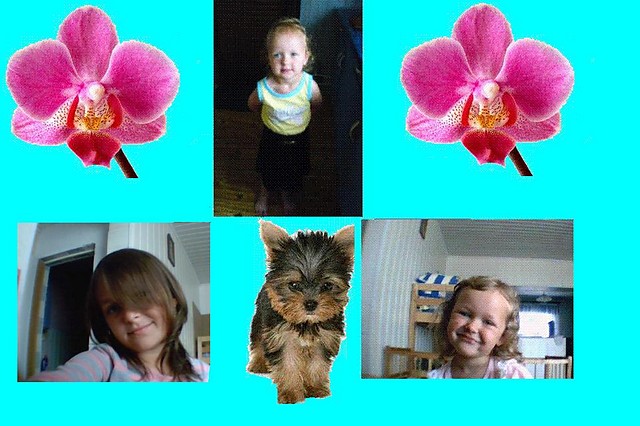 Elo :**