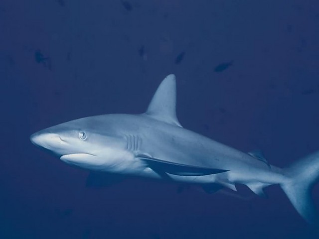 SHARK