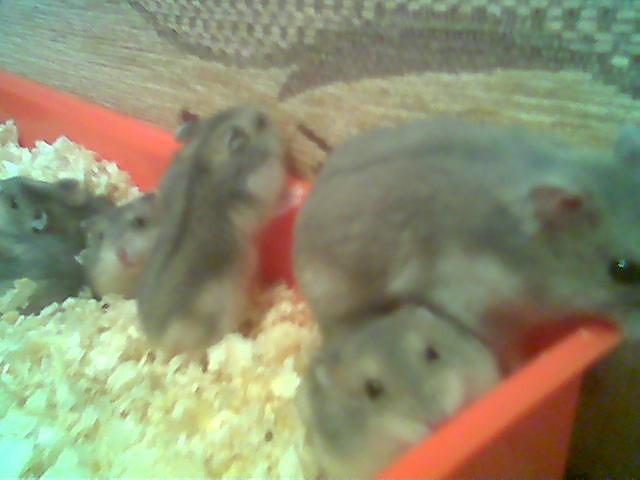 Chomiki Grubcia :D