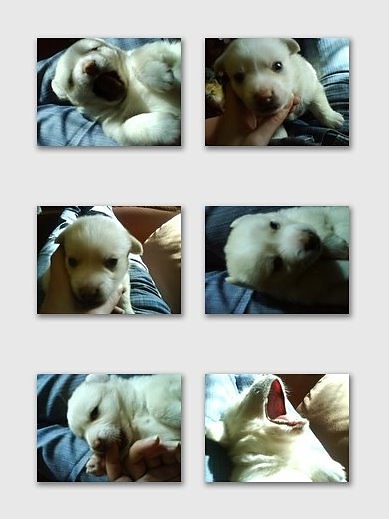 MISIEK :)