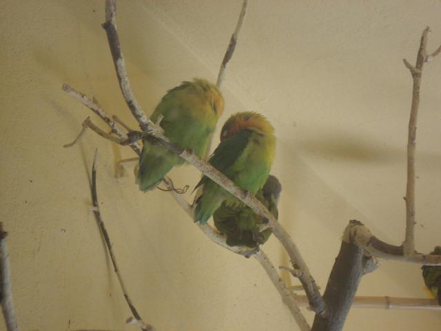 papuzio