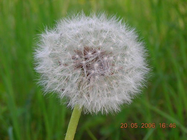 Urodziny