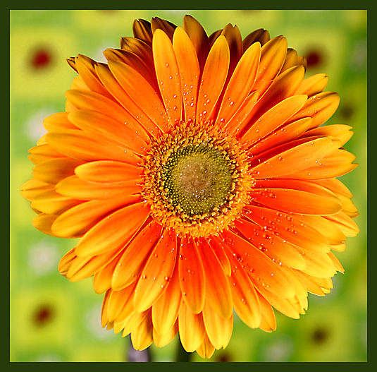 Tulipan