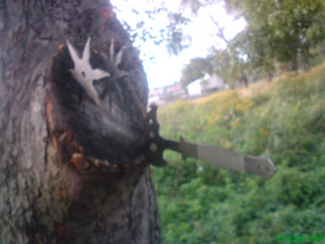 Noyki