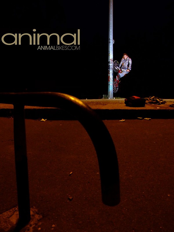 a n i m a l     bikes