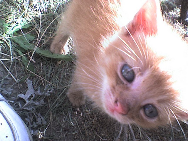 Rudek:p
