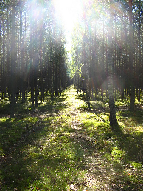 Wpis dondii