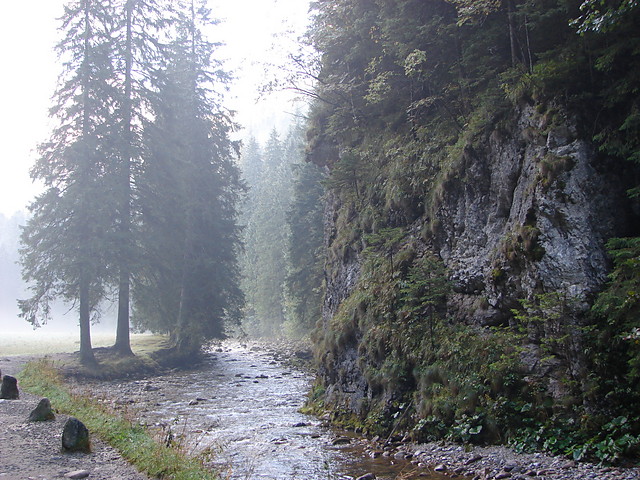 Wpis jasminiczeremcha