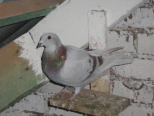Pikny powy 1;0