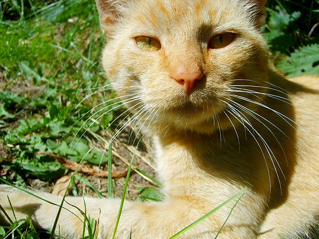 Mj Lord domowy ;]