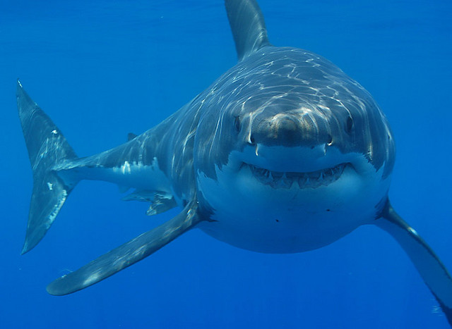 Shark :)