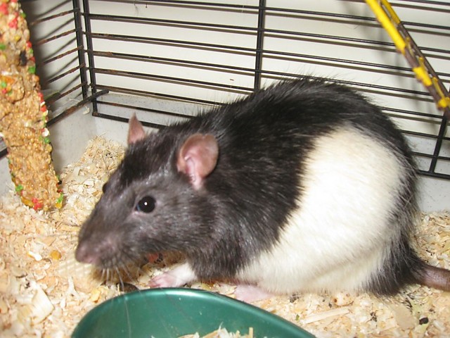 Wpis xmataforganax