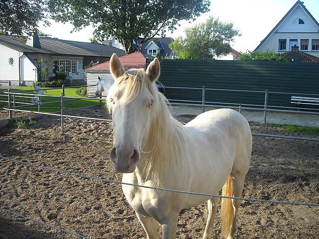 Konik..