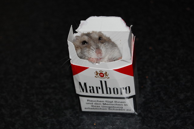 taki maly a juz jara