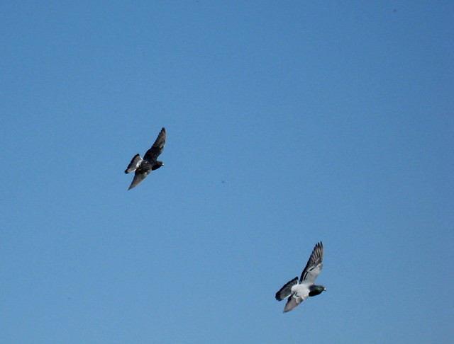 flying