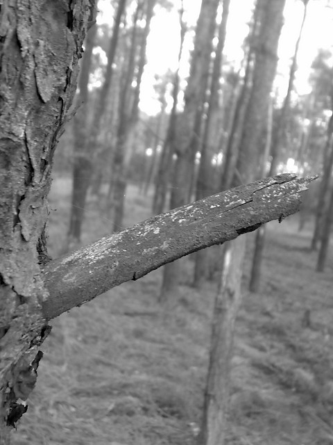 na grzybach
