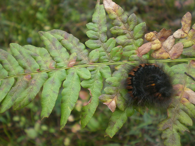 my photography ;)