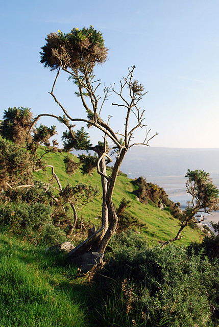Barmount