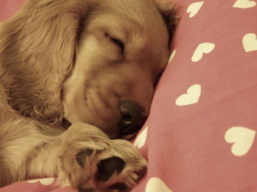 Rocky.