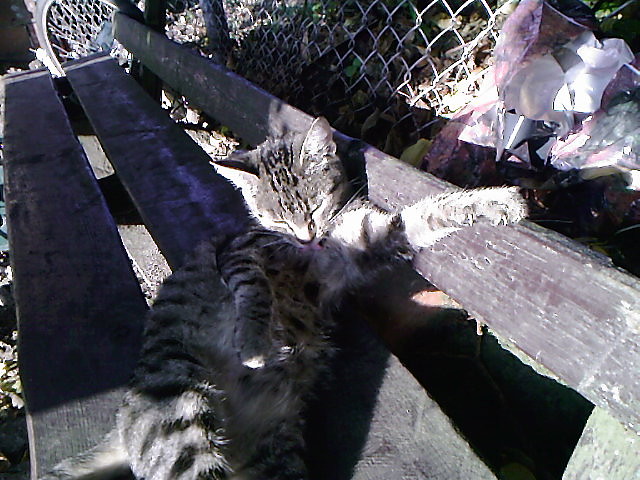 Kicia:P