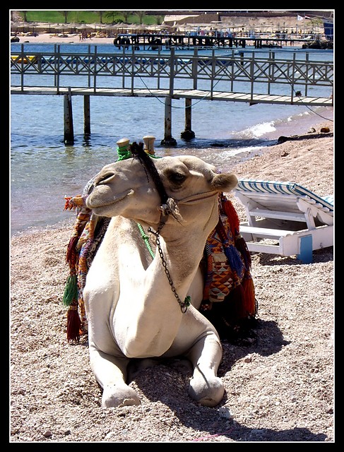 Camel.