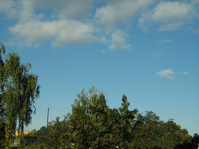 drzewka ;}
