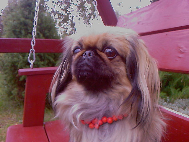 Wpis pekinczyk2011