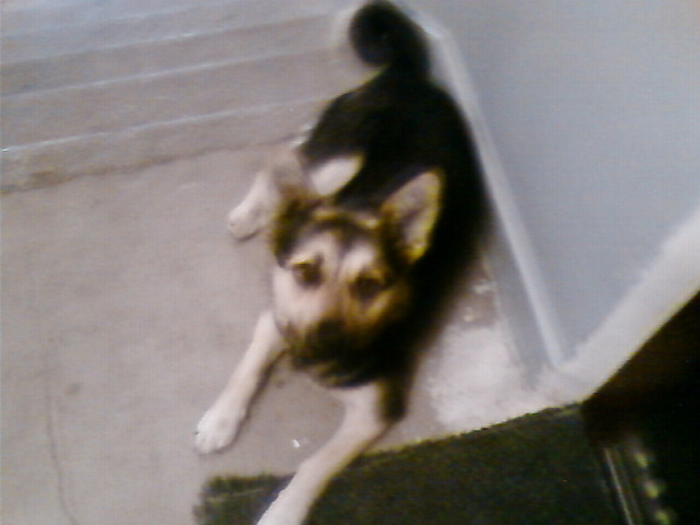 FIBI