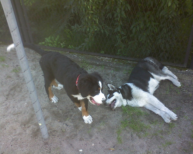 Badi i Luna
