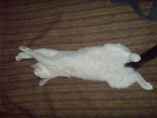 Shibi :*