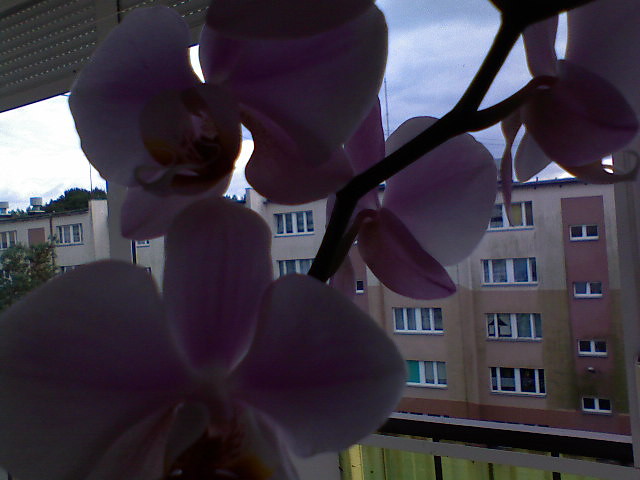 Storczyk.