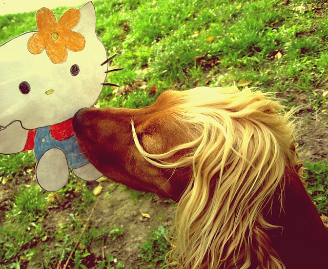 Wpis spongedog