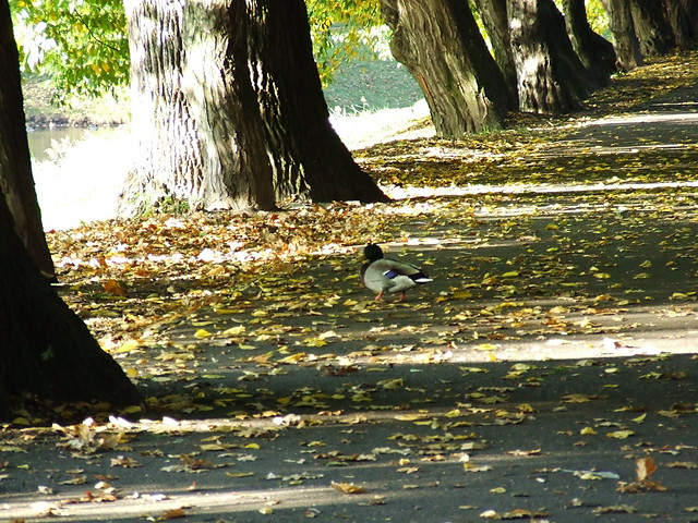 Parkowa kaczucha