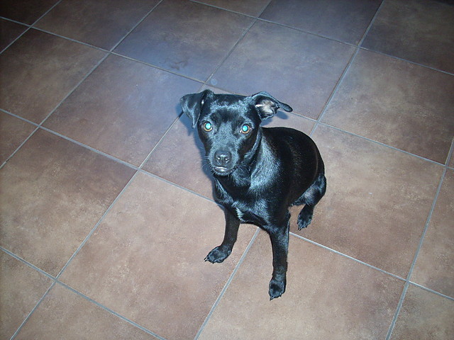 Wpis sarcia01