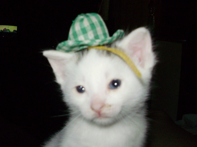 KROPCIA