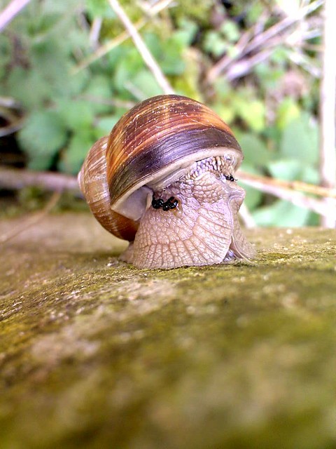 slimak