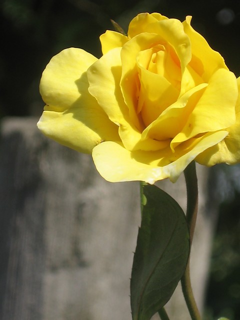 Pani Ra