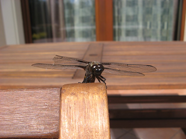 Waka