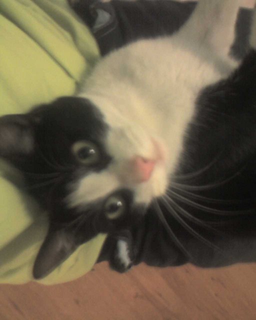 Wpis heyyocat