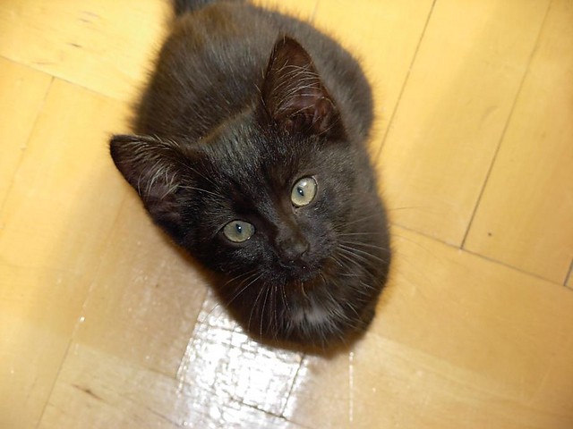 Kiciu.