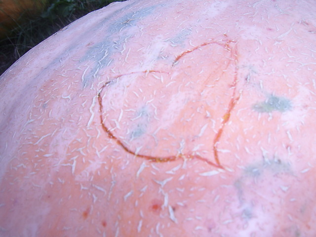 Wpis olusandpatus