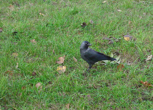 Nevermore!