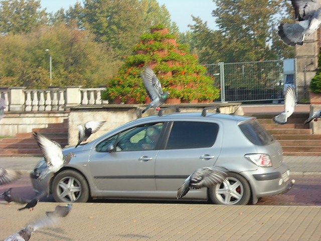 Prawie jak ory