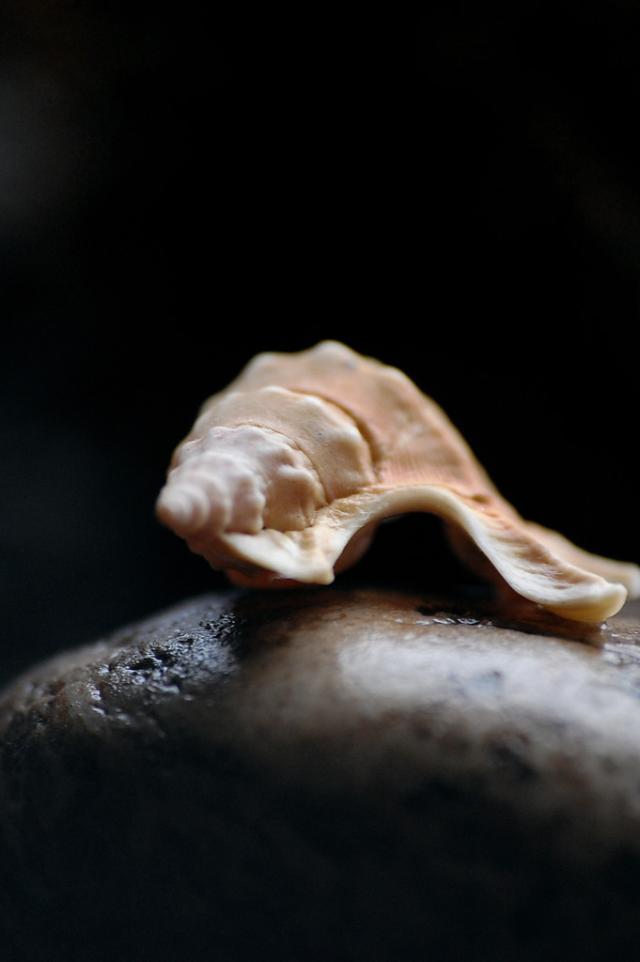 Shell