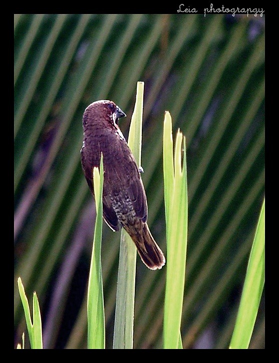 Bird