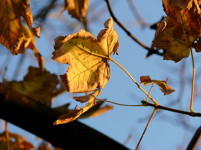 golden autumn