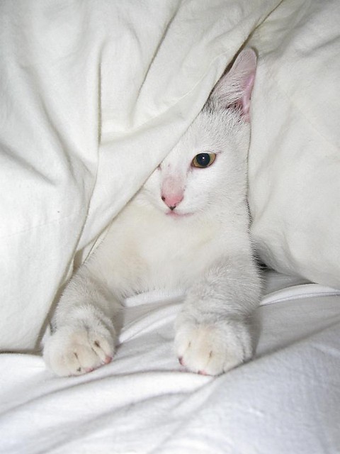 Gucio