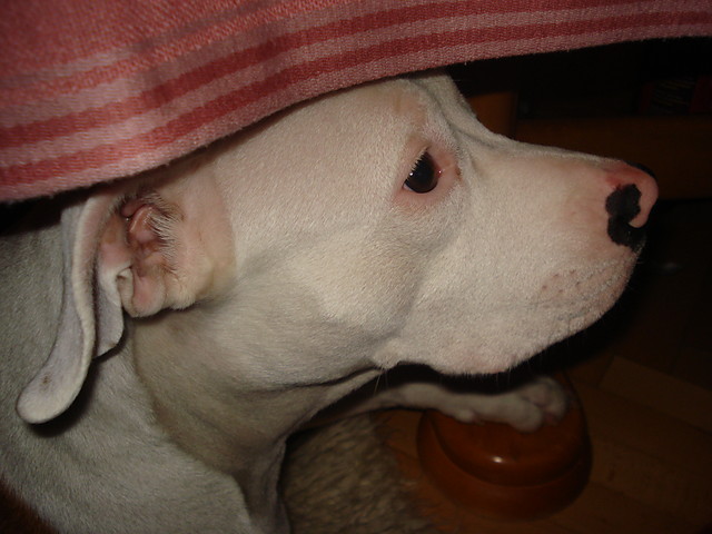 herunia