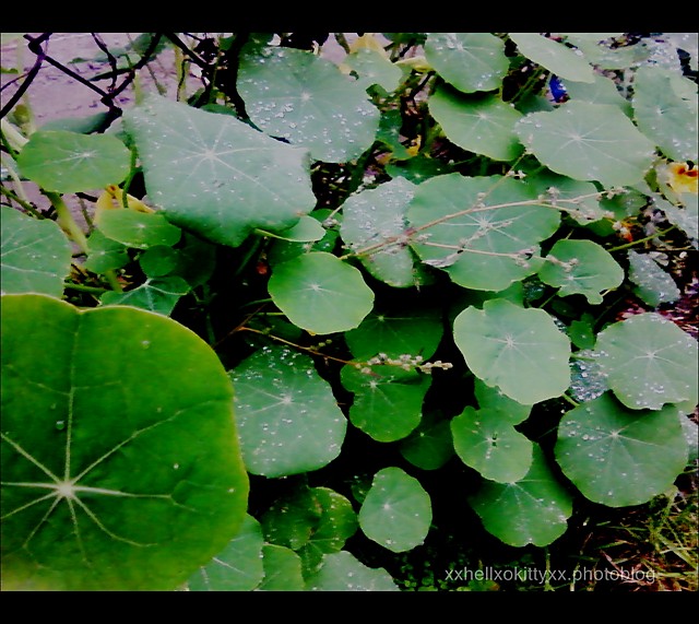 .rolinka.